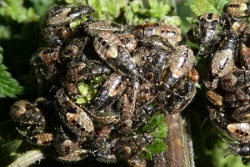 Heterogaster urticae